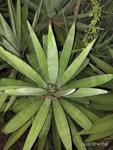 Agave americana fullplant5.jpeg